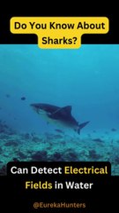 Mind-Blowing Facts About Sharks! 