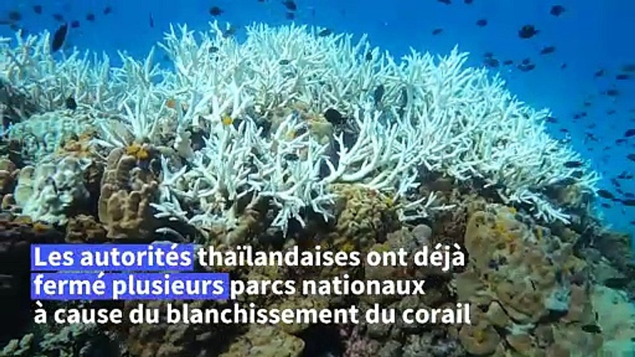 Thaïlande: l'essor de la plongée sous-marine pour la sauvegarde des coraux
