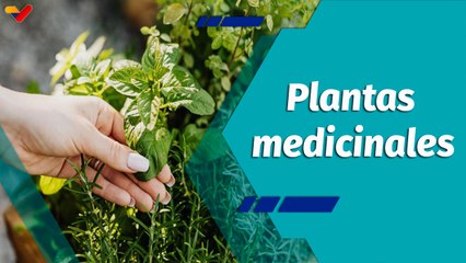 En La Mira | Las plantas medicinales como opción natural para conservar la salud