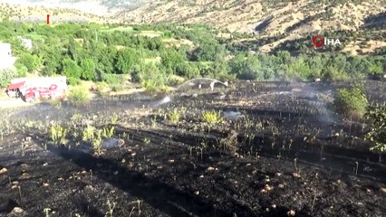 Batman’daki dev etçil çekirge şaşkına çevirdi