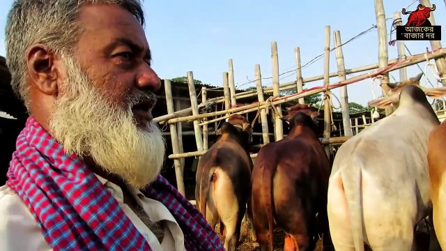সরকার হাট গরুর বাজার।বড় গরু পাবেন সবচেয়ে কম দামে আপনার বাজেট এর মধ্যে। কম দামে পাবেন ভাল জাতের গরু।