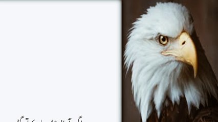 Musical vice / Facial Marking Tips ...