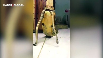 Tıslamak yerine hırlayan kral kobranın çıkardığı sesler şoke etti!