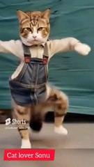 Funny Cat Dance|viral cat videos|cat short videos