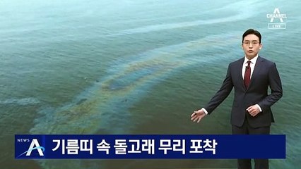 기름띠 속 돌고래 무리 포착…숨 제대로 쉴까