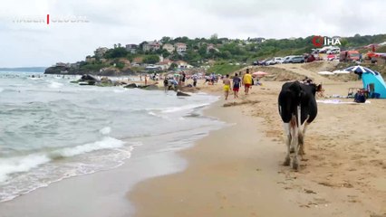 Kilyos’ta inekler sahile indi, ortaya renkli anlar çıktı
