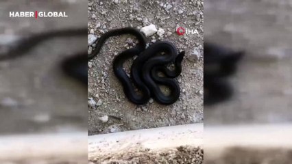 3 metrelik kara yılanı görenler yolunu koşarak değiştirdi