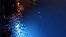 Koi pond at Home