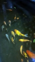 Feeding my koi