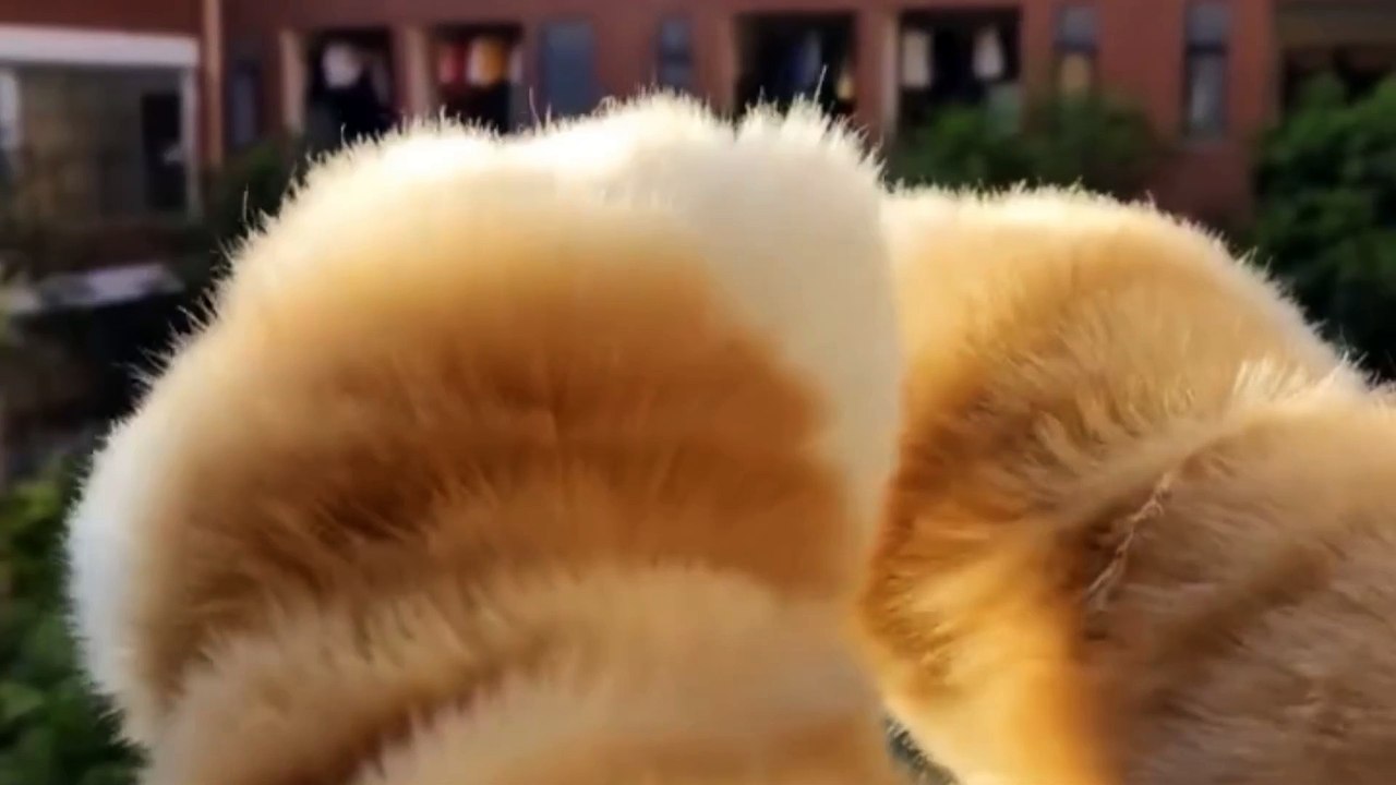 Adorable Puppies at Play: Cuteness Overload!