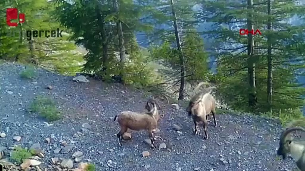 Dağ keçilerinin üstünlük kavgası kamerada