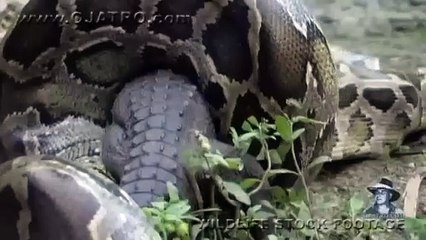 Python eats Alligator 02, Time Lapse Speed x6