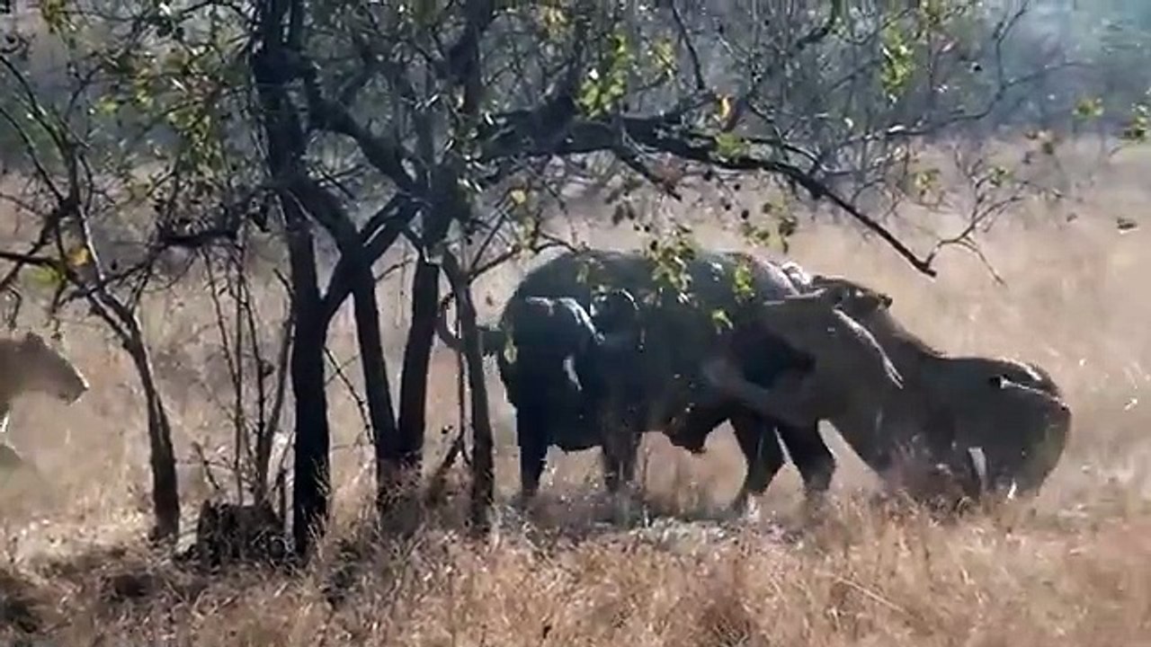 3 Lions Bring Down Buffalo In Epic Battle _Not For Sensitive Viewers_