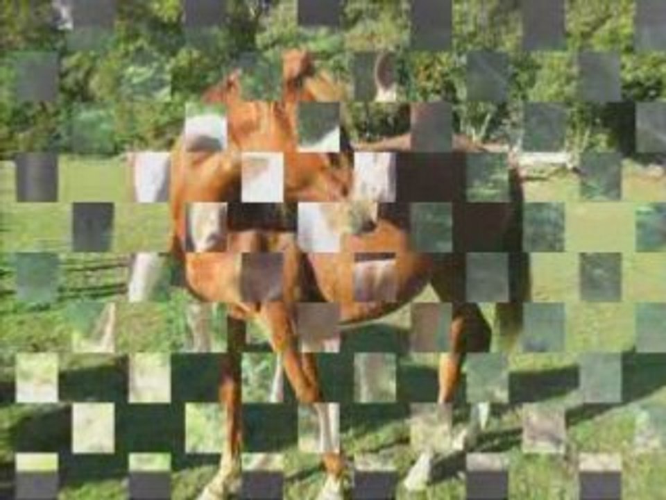Poulains d'endurance