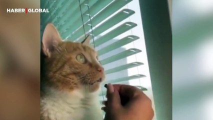 Kuşları izlerken ağzı açık kalan kedi kahkahaya boğdu