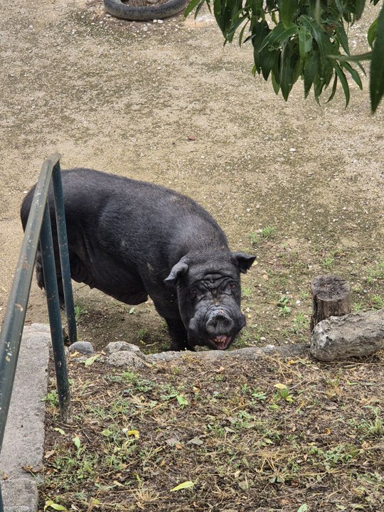 Un cochon errant récupéré par une association dans les Alpes-Maritimes