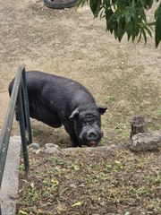 Un cochon errant récupéré par une association dans les Alpes-Maritimes