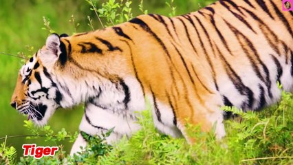 Cute Animal Sounds Cat, Dog, Horse, Panda, Tiger