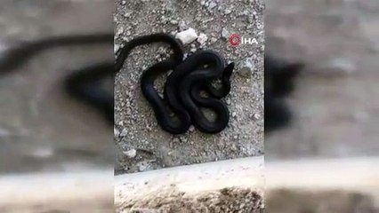 Elazığ'da görüntülenen 3 metre uzunluğundaki yılan görenleri korkuttu