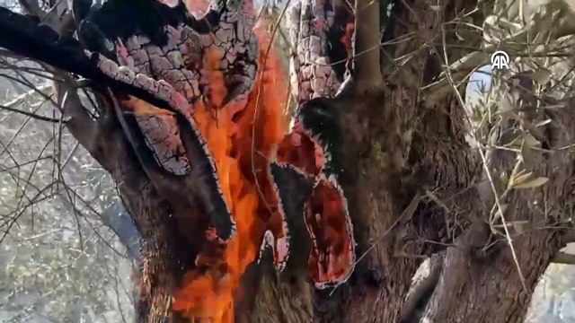 İzmir'de orman yangını: Evler tahliye edildi