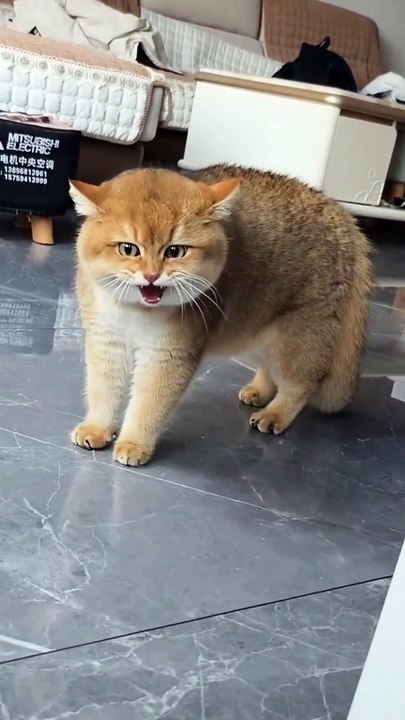 Cute cat