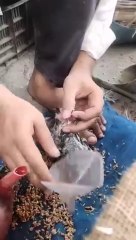 مرغی کے منہ میں دانہ ڈالنے کا طریقہ