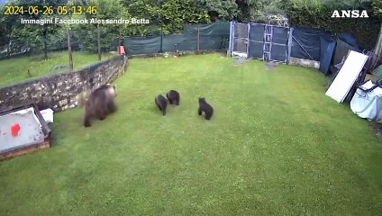 Trentino, un'orsa e tre cuccioli ripresi dalle telecamere di un giardino privato