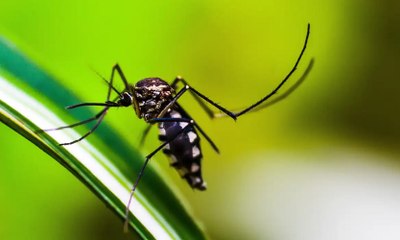 Médico diz que sociedade precisa cobrar dos governantes, resolução do avanço da dengue no Brasil
