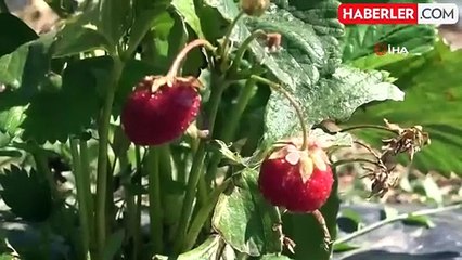 Bakanlık ve Valilik el attı, çilek yetişmez denilen topraklardan 1 yılda 400 ton verim alındı