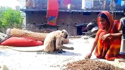 Hilarious Monkey Honuman Comedy! 😂 Funniest Wildlife Monkey Videos
