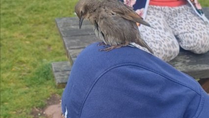 Wild bird considers a boy's head his nest during a family holiday