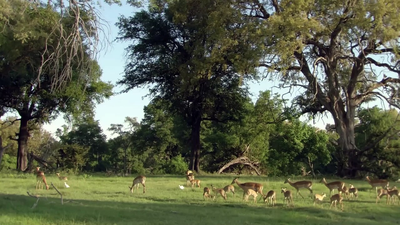 Finding Africa's Most Elusive Big Cats - Leopards Of Dead Tree Island Documentary