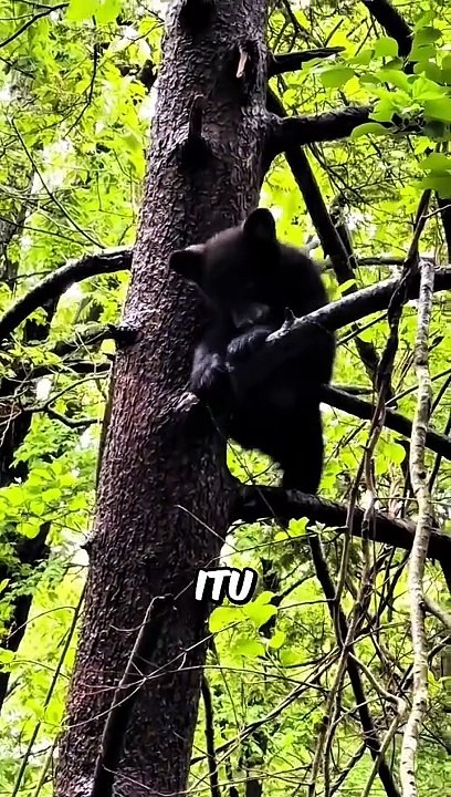 Bear in the home BERUANG MASUK RUMAH!!!