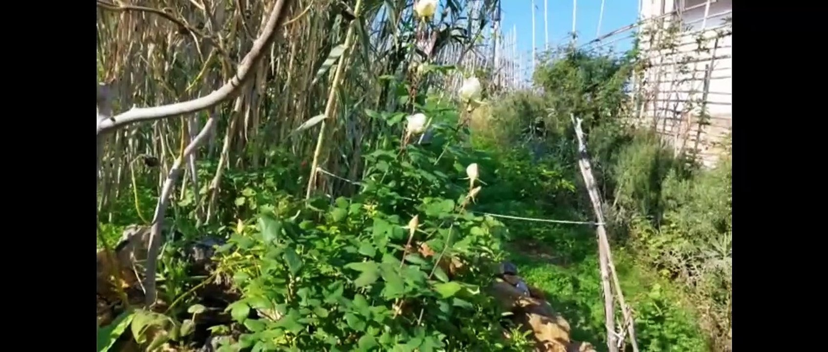 GÜMÜŞLÜK-17.01.2023