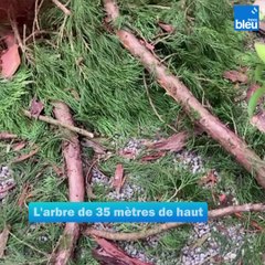 Un séquoia centenaire foudroyé dans un hôtel des Deux-Sèvres