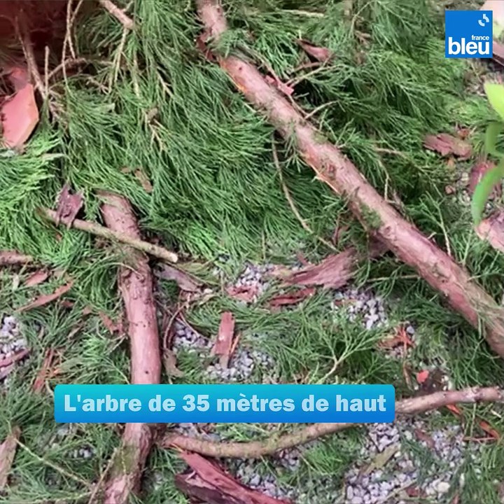 Un séquoia centenaire foudroyé dans un hôtel des Deux-Sèvres