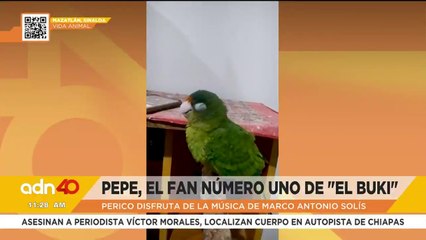 ‘Pepe’ el perico fan número uno de Marco Antonio Solís ‘El Buki’