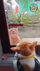 Dubbing Demik Animal lucu