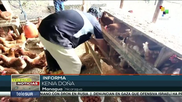 Políticas gubernamentales en Nicaragua impartan en la producción de huevos