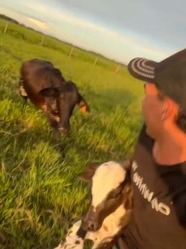 Man Carrying Calf Chased by Protective Mama Cow