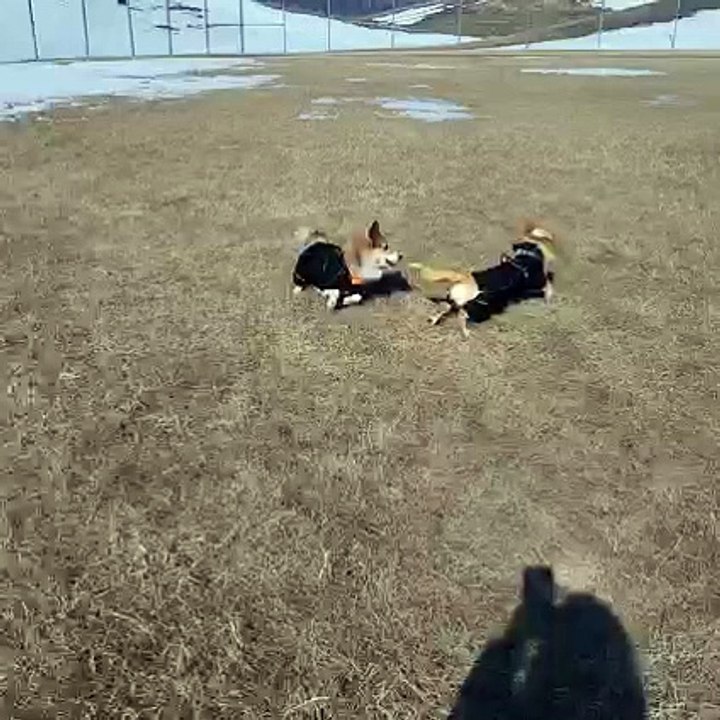 Cute dogs