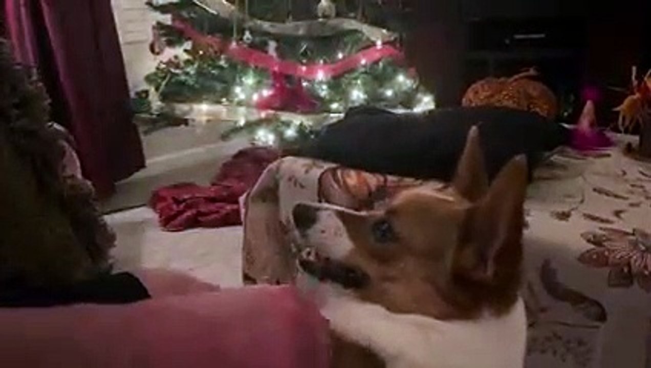 Cute dogs 2