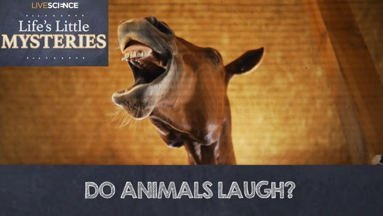 Do Animals Laugh? video Dailymotion