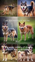Four Facts About Dogs