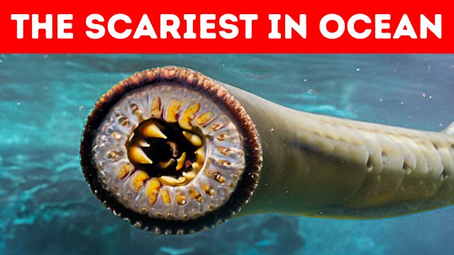 Sea Creatures That Can Ruin Your Beach Trip