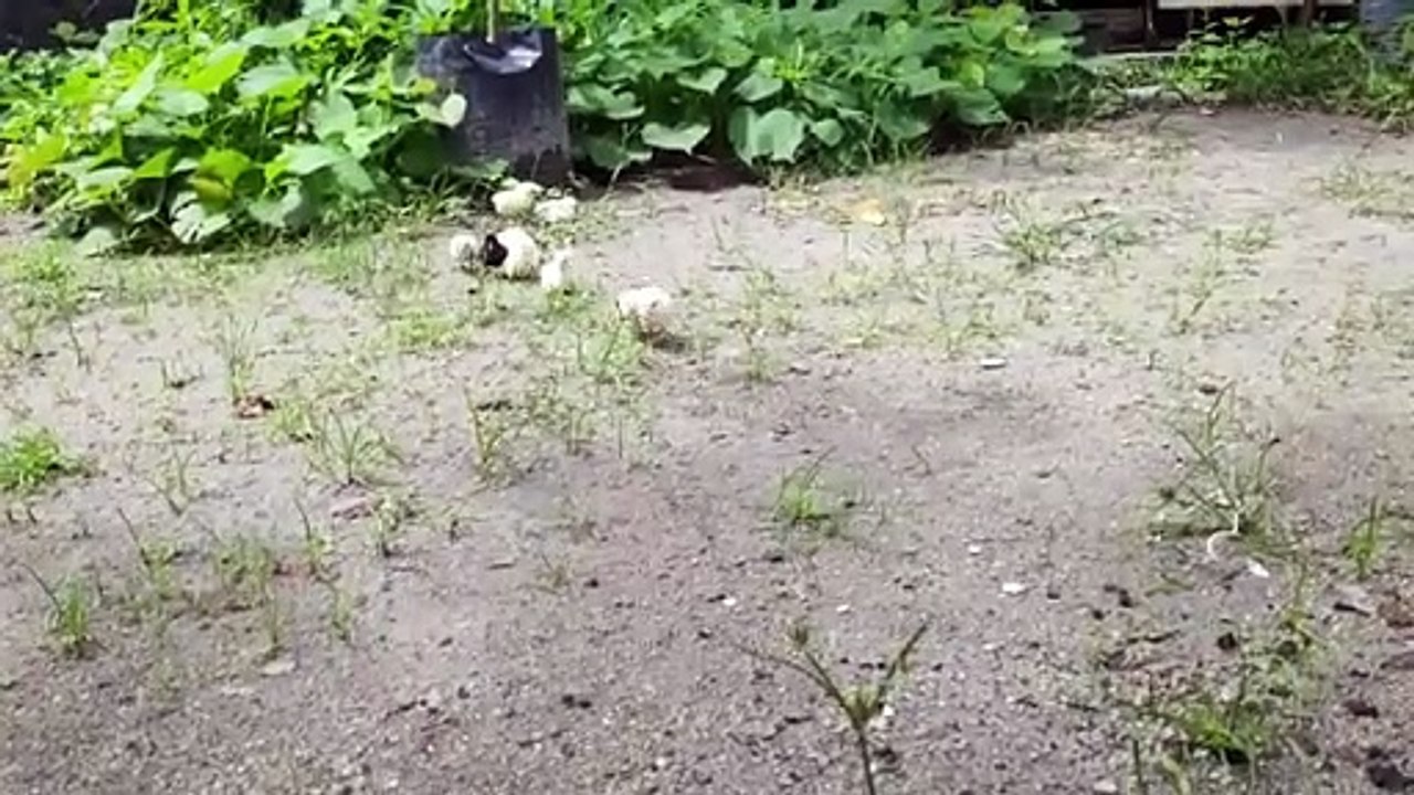 mothers hen call her baby chicks to eat-  chicken sound