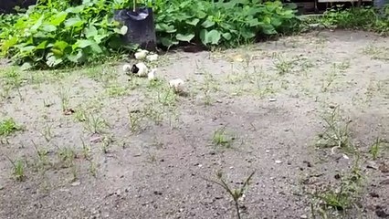 mothers hen call her baby chicks to eat-  chicken sound