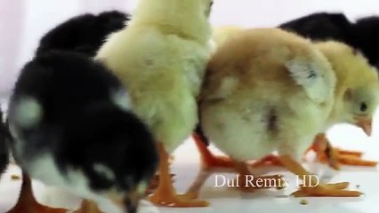 Cute  Baby Chickens - Funny Baby chicks