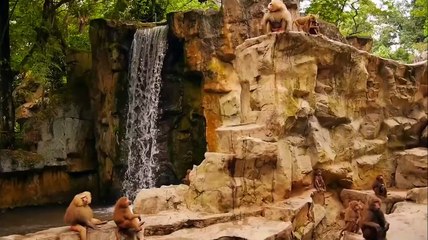 Furry Fun: Monkey Videos  Funny and Cute Monkey Video Compilation