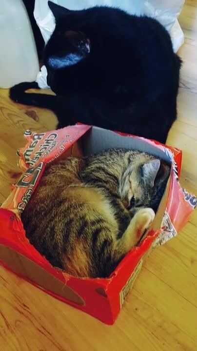 Calico Cat Tries to Fit Inside Small Cardboard Box